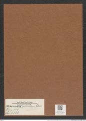 Chaetoceros secundus Cleve (de-Toni-Nr.: Genus 149, Species 4116) Zeichnungen Sammlung Grunow Mappe 04122 (Herbarium_W_Grunow_drawings_Folder_04122)